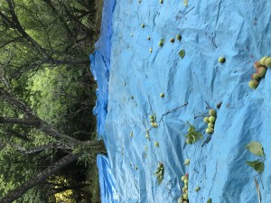 IMG_7735